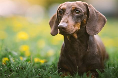 Rescue Dachshunds Northern California