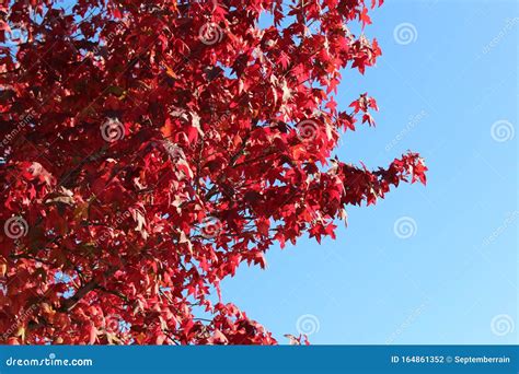 Beautiful Autumn Foliage With Blue Sky Stock Photo Image Of Beauty