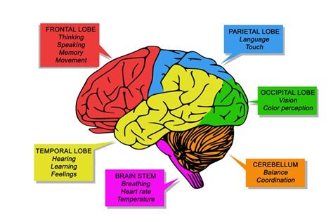 Parts Of The Brain And Their Functions For Kids