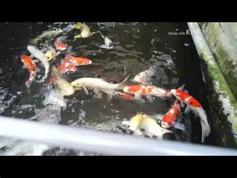 Daftar perusahaan peternakan ayam jawa tengah. PETERNAKAN IKAN KOI DI MALAYSIA - YouTube