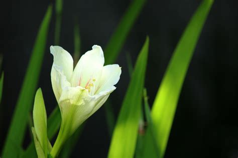 White Flower Background Free Stock Photo Public Domain Pictures