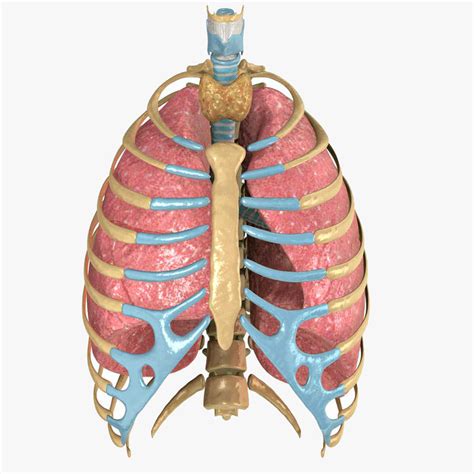 The thoracic cage (rib cage) is the skeletal framework of the thoracic wall, which encloses the thoracic cavity. human rib cage respiratory 3d model