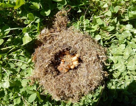 Kill Bumble Bee Nests
