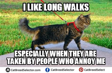 Angry Cat Memes Cat Breed Selector