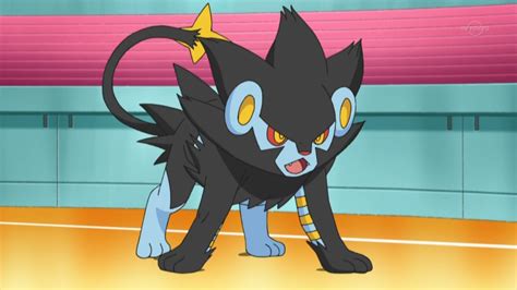 Volkner's Luxray | Pokémon Wiki | FANDOM powered by Wikia