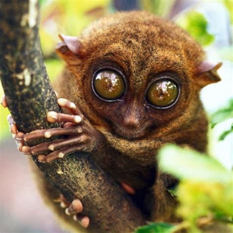 The Cutest And Most Peculiar Creature In The World 55 Pics