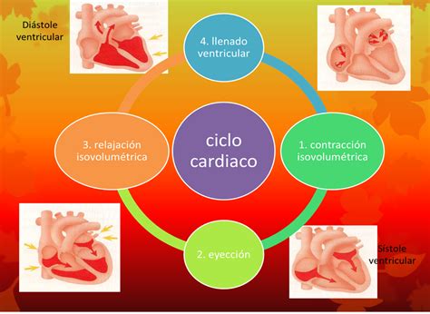 Fisiologia Ciclo Cardiaco