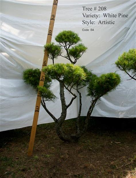Usually ships within 6 to 10 days. Pom Pom Live Topiary Trees - Real Pine Topiaries 3 to 8 ...