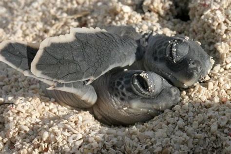 Hawaiian Green Sea Turtle Babies Too Cute Turtles