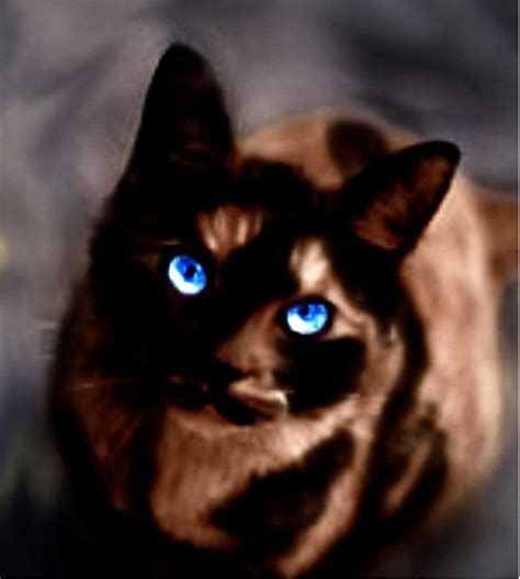 Image Light Brown Furred Cat By Tiiago Dreamer