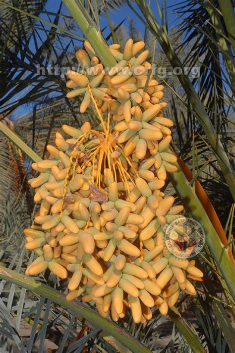 3 best fruit trees for phoenix, arizona. Polynesian Produce Stand : EDIBLE DATE PALM ~Degelet Noor ...