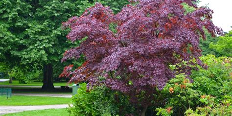 Trees With Burgundy Leaves The Ultimate Guide Gfl Outdoors