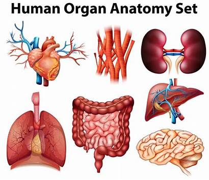 Human Anatomy Organ Poster Vector Ai Profile