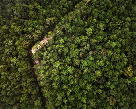 Download Wallpaper 1280x1024 Trees Forest Aerial View Nature Green