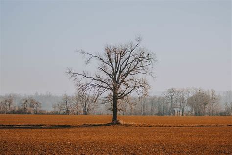 Hd Wallpaper Leafless Tree During Daytime Nature Ground Plant