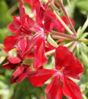 Check spelling or type a new query. Blizzard® Dark Red - Balcony Geranium Plant (With images ...