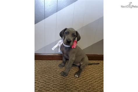 Families often purchase puppies to teach the children responsibility. Sugar: Great Dane puppy for sale near Bloomington, Indiana ...