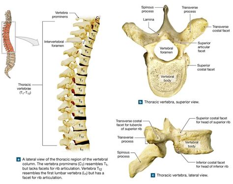 The Five Vertebral Regionscervical Thoracic Lumbar Sacral And Coccygealeach Have