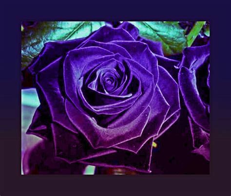 Two Tone Purple Rose Mixed Media By Tracie Howard