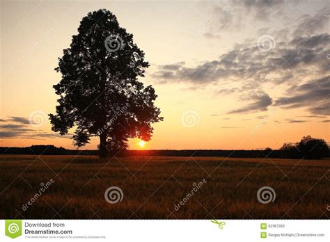 Summer Landscape With A Lone Tree At Sunset Barley Field