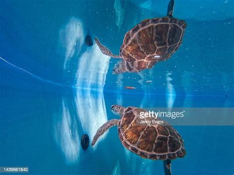 A Green Sea Turtle Recovers From Injury In A Tank At Taronga Zoos