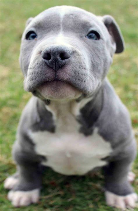 Pitbull Puppies Wallpapers Top Hình Ảnh Đẹp