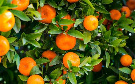 Pomarańcze, mandarynki, klementynki | Sekret Mumio