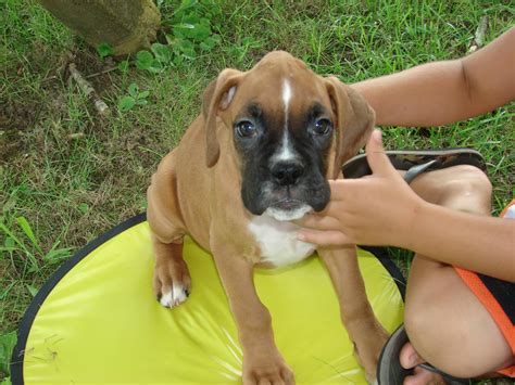 New Pics Of Beau Boxer Forum Boxer Breed Dog Forums