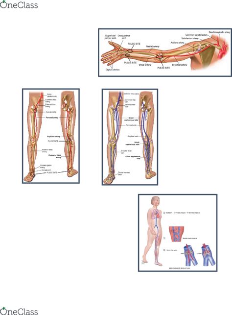 Which Area Of The Arm Drains To The Epitrochlear Nodes Best Drain