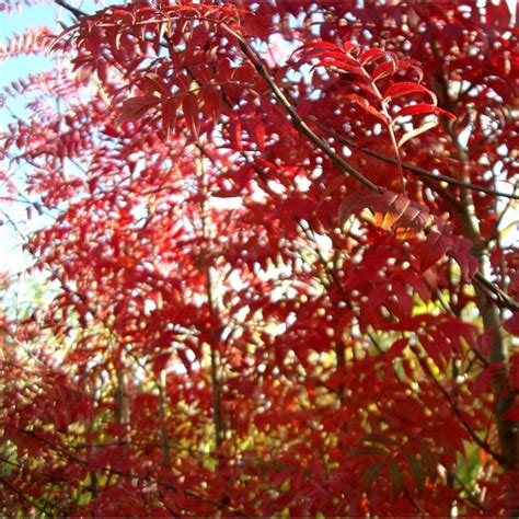 Most trees reach ultimately at least 23ft (7m) tall and although most garden trees attain 30ft (10m) or more at maturity, there are many examples that stay smaller, in all shapes and sizes, evergreen and deciduous. Sorbus commixta | Buy Japanese Rowan Trees Online
