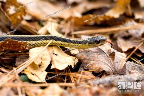 An Eastern Garter Snake In Dunstable Massachusetts Usa Stock Photo