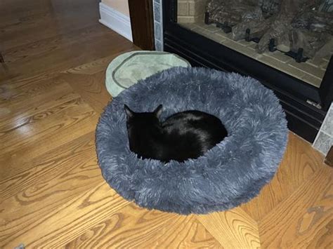 She felt so good about that peace of mind. Cozy Calming Bed for Cats | Alpha Paw