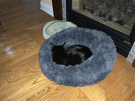 Find answers in product info, q&as, reviews. Cozy Calming Bed for Cats | Alpha Paw