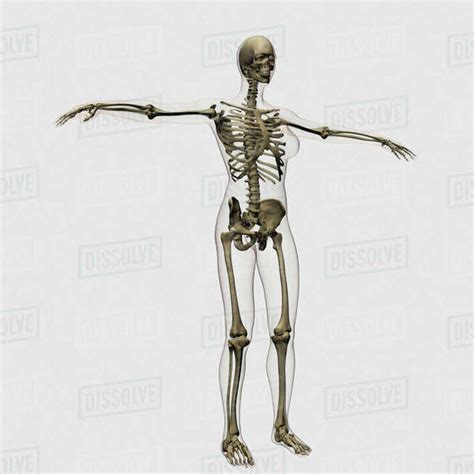 Here's why you should think again. Three dimensional view of female rib cage and skeletal system. - Stock Photo - Dissolve