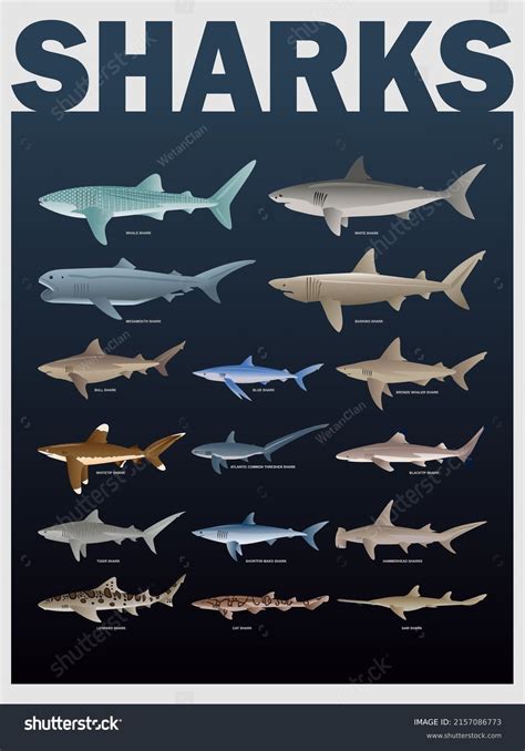 Shark Species Poster