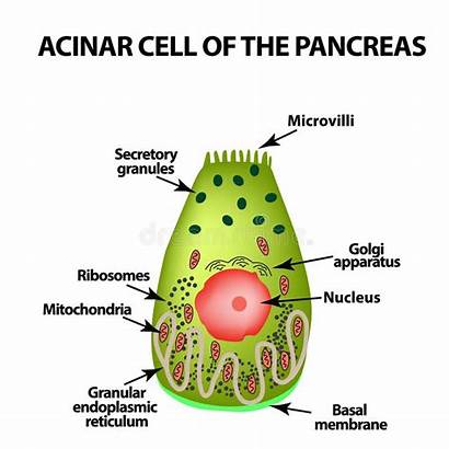 Acinus Pancreas Acinar Diagram Infographics Vektorillustration Cell