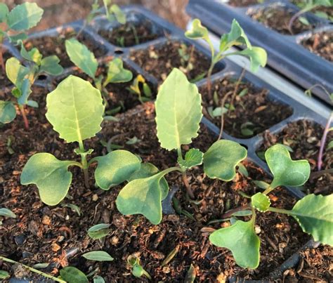 How To Grow Broccoli From Seed — San Diego Seed Company