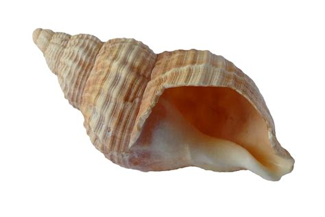 Seashell Png Images Free Download