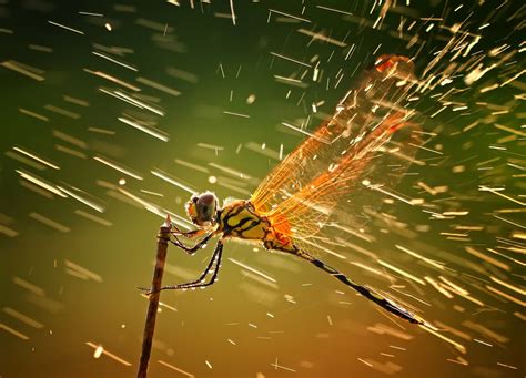Winners Of The National Geographic Photo Contest 2011 The Atlantic