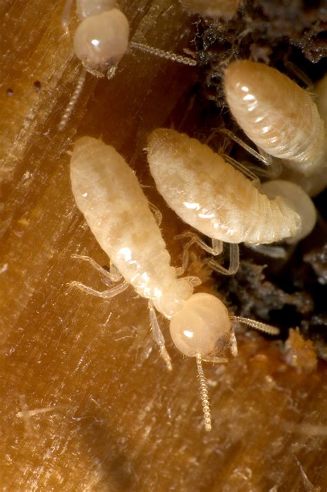 Fumigation kenneth gordon gordon termite control rosemead california introduction. How to Get Rid of Termites in Your Deptford, NJ Home; Know ...