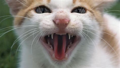 But even if your cat has all her shots, it is important to take care of discuss your treatment options with your doctor. Beware of a Cat's Bite - The New York Times