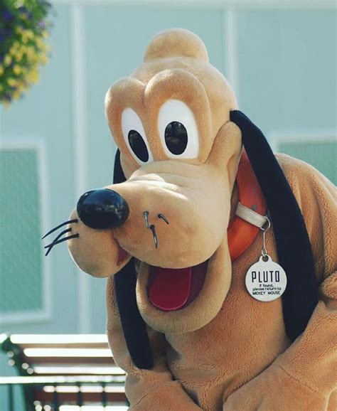 533 Best Pluto Images On Pinterest Disney Characters Disney Land And