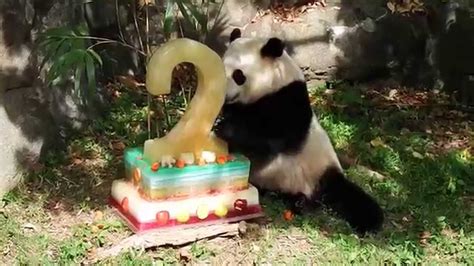 Giant Panda Cub Bao Baos Icy Cake Part 3 Youtube