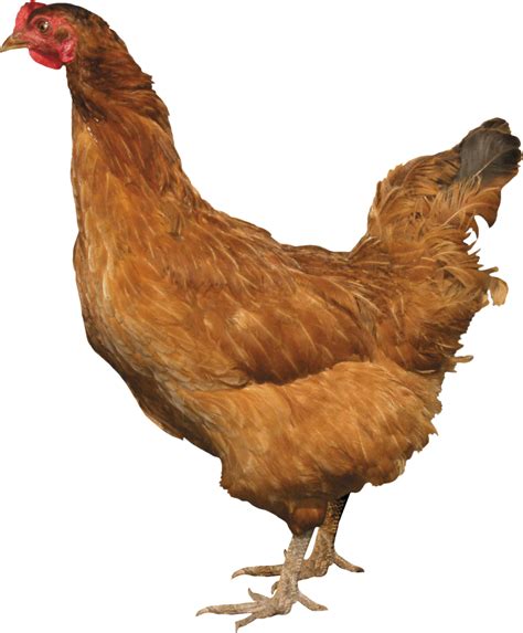 Chicken Png Image Transparent Image Download Size 1863x2254px