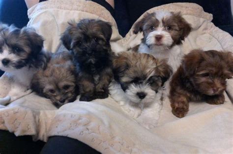 We pair havanese breeders with great folks like you. 7 Week old AKC Havanese Puppies for sale for Sale in ...