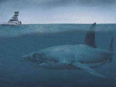 One Of The Largest Predators In Marine History And One Of The Largest