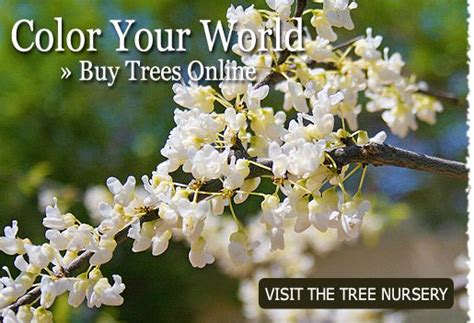 Arbor Day Foundation Website Find Out When Arbor Day Is Celebrated
