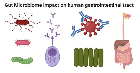 Gut Microbiome Impact On Human Gastrointestinal Tract