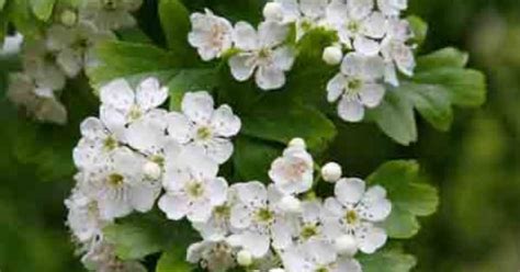 We did not find results for: Massachusetts State Flower, Mayflower | Massachusetts ...