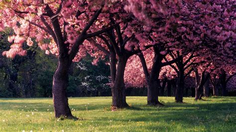 Pink Trees Full Of Blossom Pink Flower During Spring Season Hd Pink